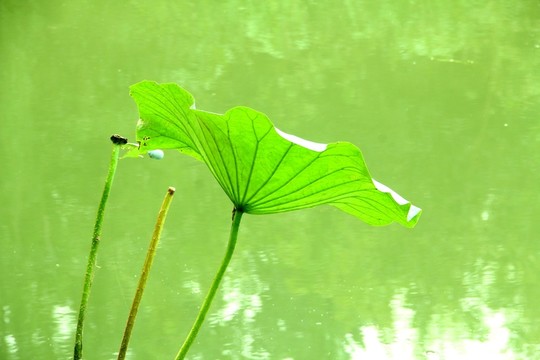 殘荷