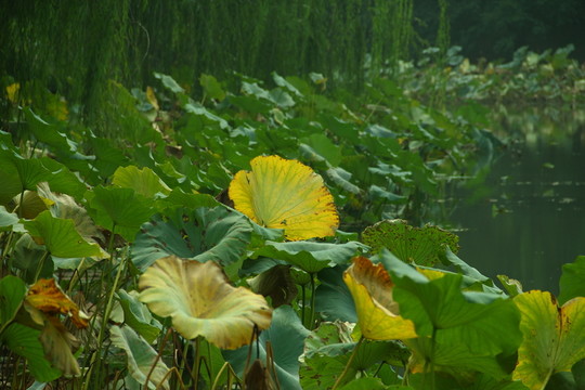 殘荷