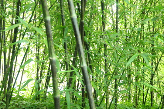 竹子