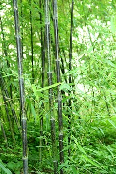 竹子