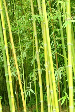 竹子