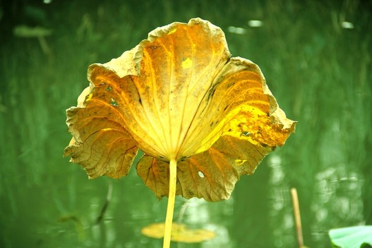 殘荷