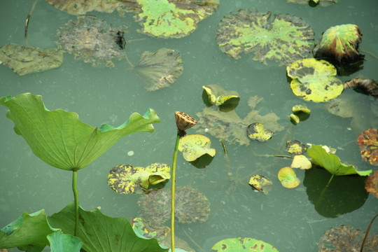 殘荷