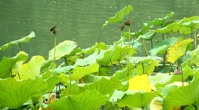 殘荷