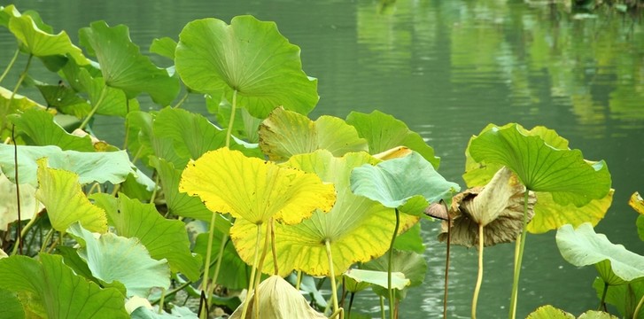 殘荷