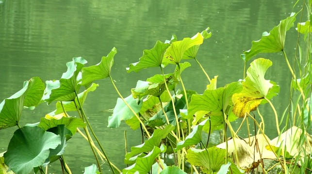 殘荷