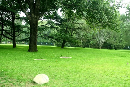 綠地古柏