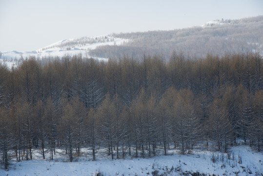 雪鄉(xiāng) 村莊 雪 冬天 寒冷 林