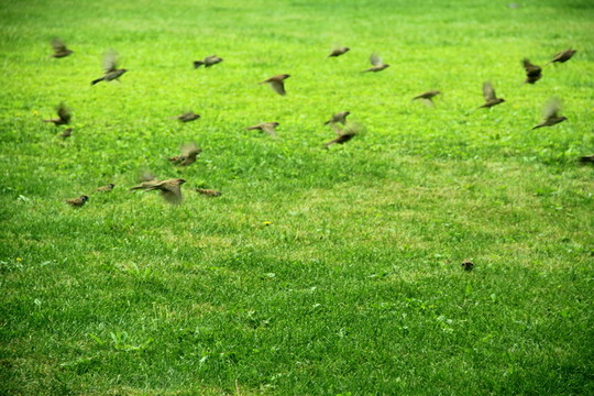 綠地飛鳥