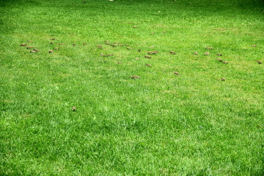 草地