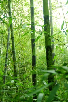 竹子