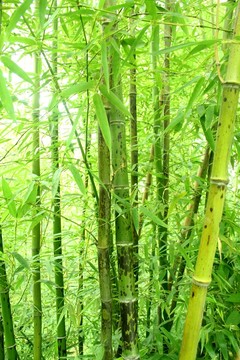 竹子