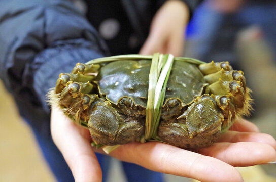 陽澄湖大閘蟹 蟹黃