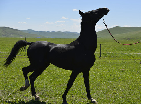 汗血寶馬