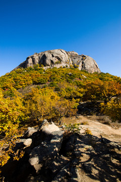 神山 白樺樹 樹林 秋景 秋