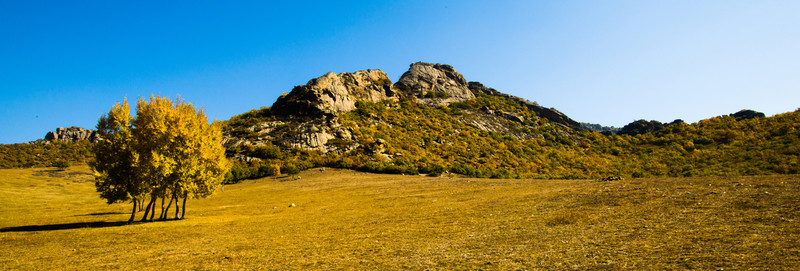 神山 白樺樹 樹林 秋景 秋