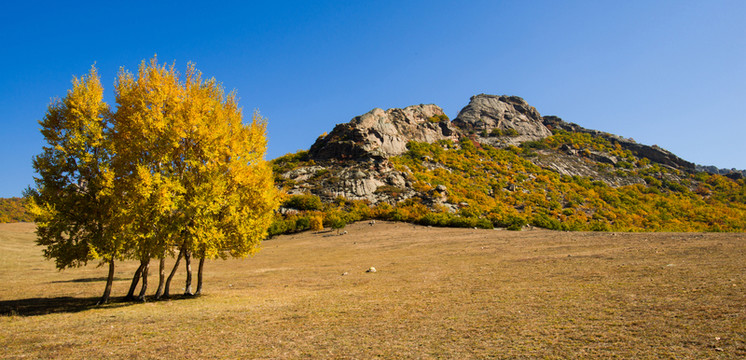 神山 白樺樹 樹林 秋景 秋