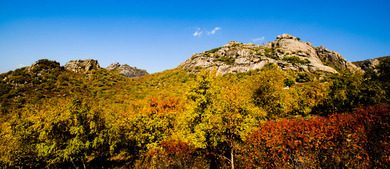 神山 白樺樹 樹林 秋景 秋