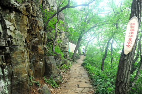 山林 山間道路
