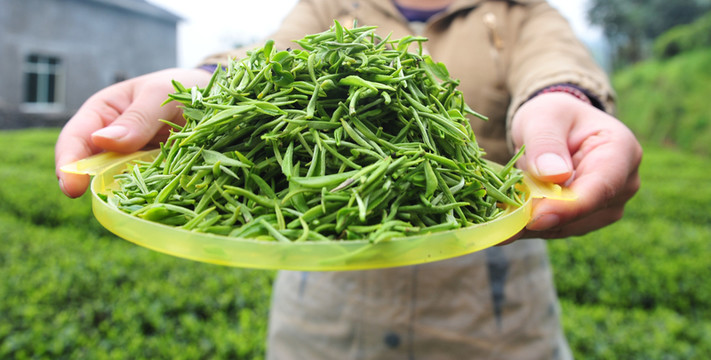 茶園茶葉采摘