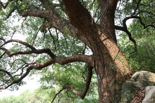 樹(shù)木