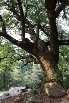 樹木