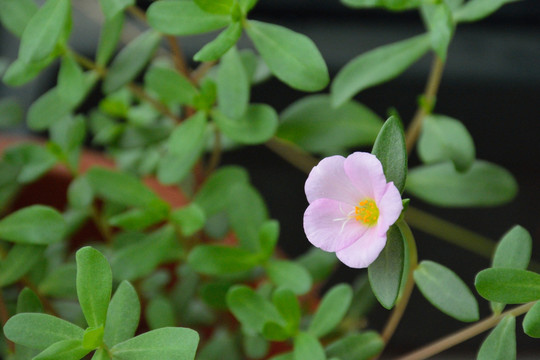 太陽花