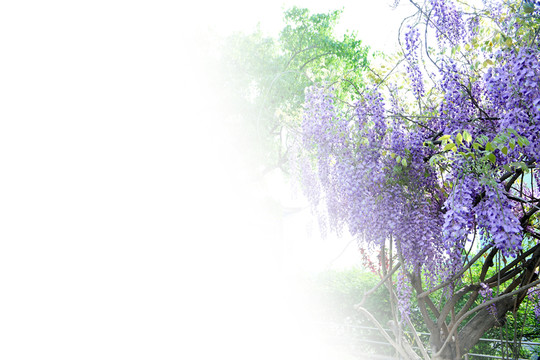 紫藤花 花卉背景 紫色花