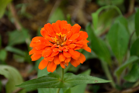雛菊