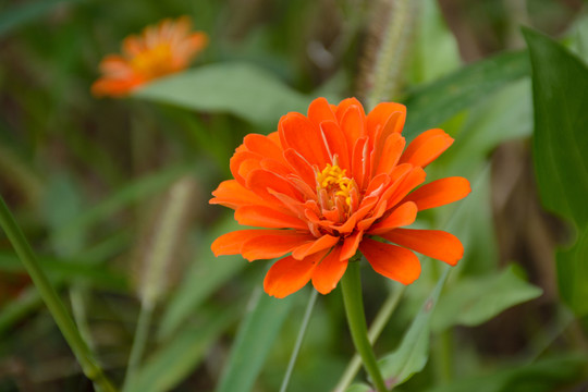 雛菊