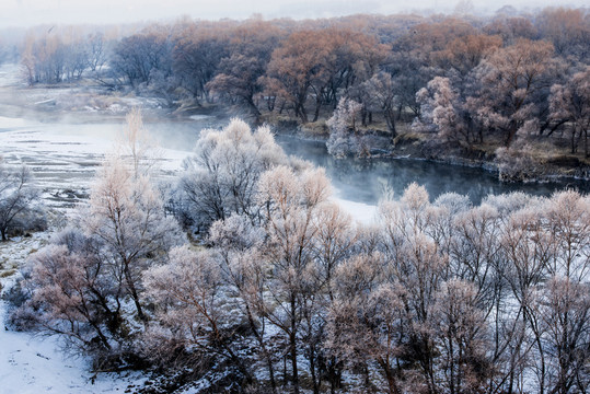 霧凇 雪景 冬天 自然奇觀 樹