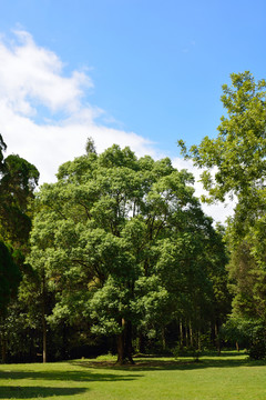 公園綠化
