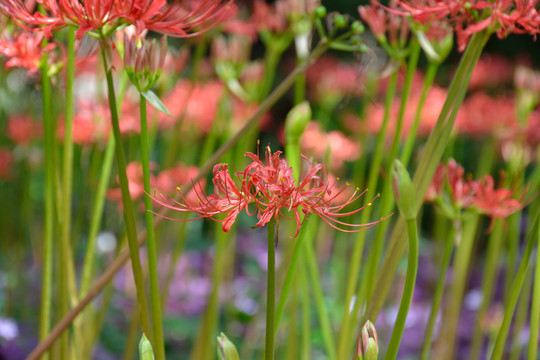 紅花石蒜
