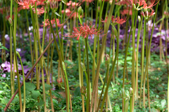 紅花石蒜