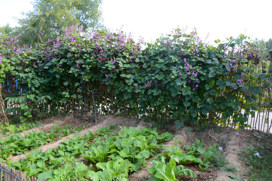 籬笆菜園
