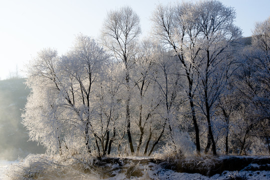 霧凇 雪景 冬天 自然奇觀 樹