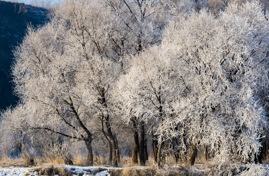 霧凇 雪景 冬天 自然奇觀 樹