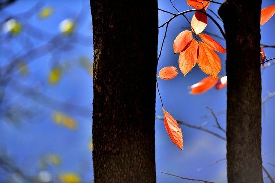 柿子樹紅葉