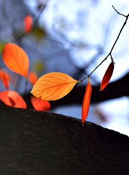 柿子樹(shù) 紅葉
