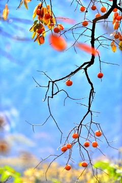 柿子果實(shí)