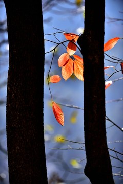 柿樹紅葉