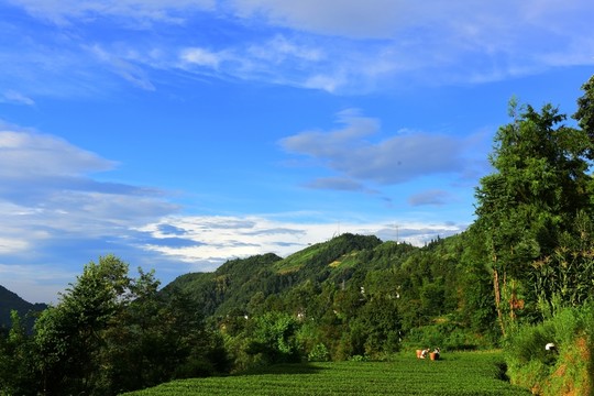 美麗茶園風(fēng)景