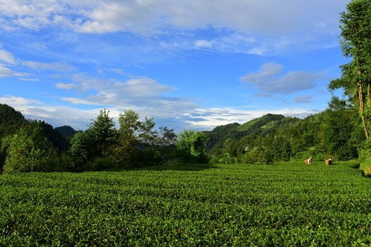 美麗茶園風景
