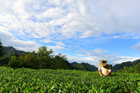 茶園生態(tài)茶葉美麗景色