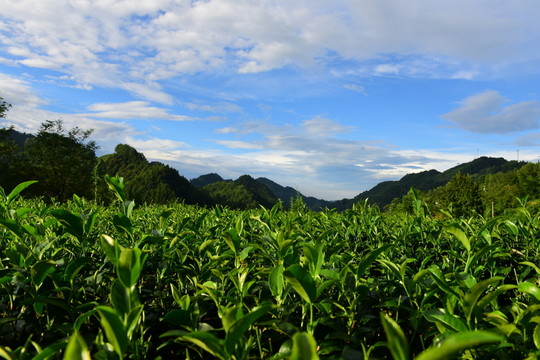 茶園生態(tài)茶葉美麗景色