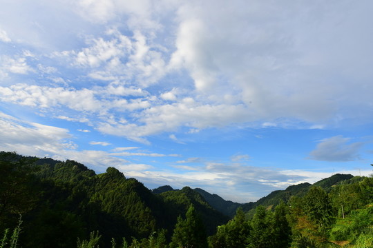 茶園生態(tài)茶葉美麗景色
