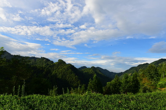 茶園生態(tài)茶葉美麗景色