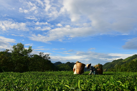 茶園生態(tài)茶葉美麗景色
