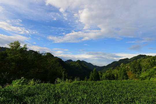 茶園生態(tài)茶葉美麗景色