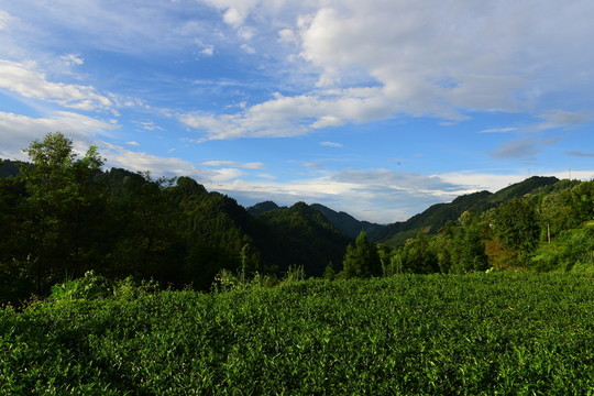 茶園生態(tài)茶葉美麗景色